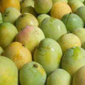 Mango Rani